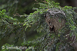 Photo: Dolichovespula media, wasp nest