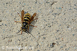 Gemeine Wespe (Vespula vulgaris) (06.09.2020, C177549)