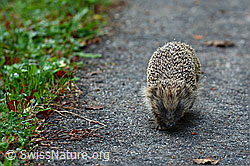 Photo: Braunbrustigel (Erinaceus europaeus)