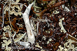 Wurmflechte (Thamnolia vermicularis) (28.05.2021, C189868)