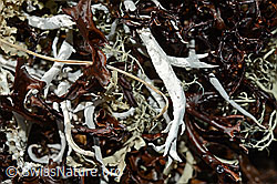 Thamnolia vermicularis (C189870)