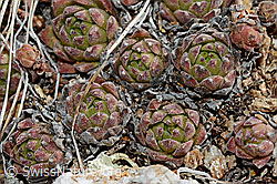 Berg-Hauswurz (Sempervivum montanum) (C189879) Berg-Hauswurz (Sempervivum montanum) (C189879)