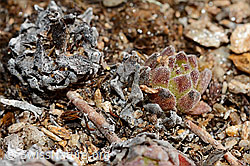 Berg-Hauswurz (Sempervivum montanum) (C189881) Berg-Hauswurz (Sempervivum montanum) (C189881)