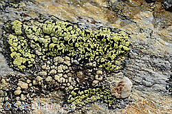 Gewöhnliche Landkartenflechte (Rhizocarpon geographicum) (C189901) Gewöhnliche Landkartenflechte (Rhizocarpon geographicum) (C189901)