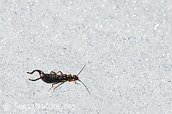 Anechura bipunctata (C189980)