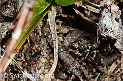 Formica lemani (Waldameise) (C189990) Formica lemani (Waldameise) (C189990)