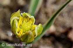 Pyrenäen-Hahnenfuss (Ranunculus kuepferi) (C190014) Pyrenäen-Hahnenfuss (Ranunculus kuepferi) (C190014)
