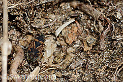 Trapezonotus desertus (Wanze) (28.05.2021, C190017)