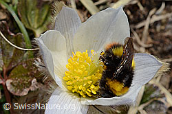 Frühlings-Anemonen (Pulsatilla vernalis)