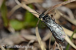 Dolerus nitens (C190115)