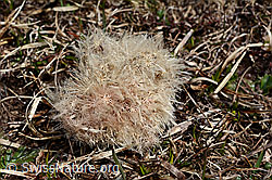 Silberdistel (Carlina acaulis ssp. caulescens) (C190164)