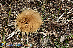 Silberdistel (Carlina acaulis ssp. caulescens) (C190170)