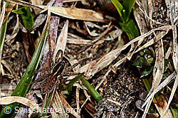 Magerrasen-Laufwolf (Pardosa monticola) (C190172) Magerrasen-Laufwolf (Pardosa monticola) (C190172)