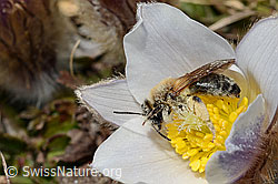Frühlings-Anemonen (Pulsatilla vernalis)