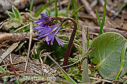 Grosses Alpenglöckchen (Soldanella alpina) (30.05.2021, C190819)