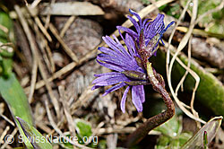 Soldanella alpina (C190820)