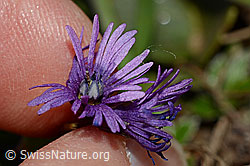 Grosses Alpenglöckchen (Soldanella alpina) (30.05.2021, C190824)