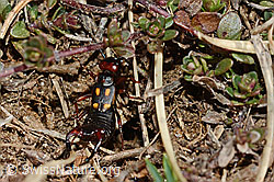 Anechura bipunctata (C190830)