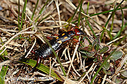 Zweipunkt-Ohrwurm (Anechura bipunctata) (30.05.2021, C190838)