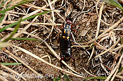 Zweipunkt-Ohrwurm (Anechura bipunctata) (30.05.2021, C190842)