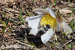 Frühlings-Anemonen (Pulsatilla vernalis)