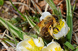 Erzfarbene Düstersandbiene (Andrena nigroaenea) auf Pyrenäen-Hahnenfuss (Ranunculus kuepferi) (C190937) Erzfarbene Düstersandbiene (Andrena nigroaenea) auf Pyrenäen-Hahnenfuss (Ranunculus kuepferi) (C190937)