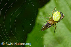 Araniella cucurbitina (C192895)