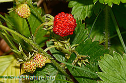 Fragaria vesca (C192902)