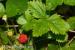 Fragaria vesca (C192903)
