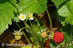 Wald-Erdbeere (Fragaria vesca) (12.06.2021, C192904)