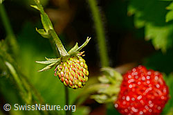 Fragaria vesca (C192905)