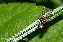 Kleine Stubenfliege (Fannia canicularis) (12.06.2021, C192908)