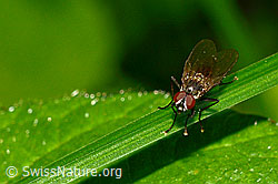 Foto: Kleine Stubenfliege (Fannia canicularis)