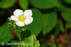 Fragaria vesca (C192911)