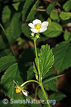 Fragaria vesca (C192913)
