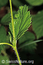 Fragaria vesca (C192915)