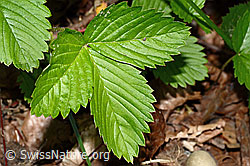 Fragaria vesca (C192916)