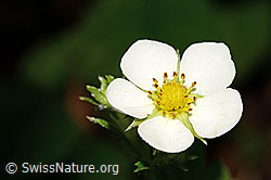Wald-Erdbeere (Fragaria vesca) (12.06.2021, C192917)