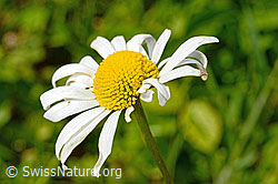 Gewöhnliche Wiesen-Margerite (Leucanthemum vulgare) (12.06.2021, C192931)