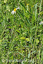 Leucanthemum vulgare (C192939)