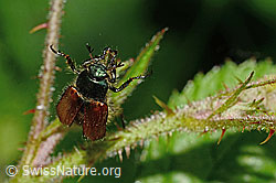 Phyllopertha horticola (C192969)