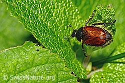 Phyllopertha horticola (C192972)
