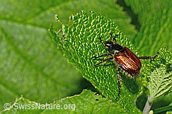 Phyllopertha horticola (C192974)