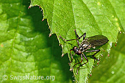 Gemeine Habichtsfliege (Dioctria hyalipennis) (C192984) Gemeine Habichtsfliege (Dioctria hyalipennis) (C192984)
