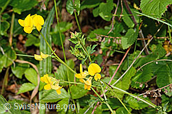 Gewöhnlicher Hornklee (Lotus corniculatus) (C192992)