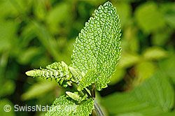 Teucrium scorodonia (C192995)