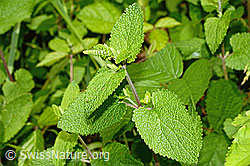 Salbeiblättriger Gamander (Teucrium scorodonia) (12.06.2021, C192997)