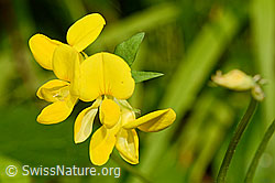 Gewöhnlicher Hornklee (Lotus corniculatus) (C192998)