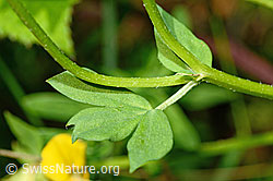 Gewöhnlicher Hornklee (Lotus corniculatus) (C193000)