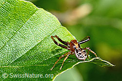 Xysticus audax (Krabbenspinne) (C193034) Xysticus audax (Krabbenspinne) (C193034)